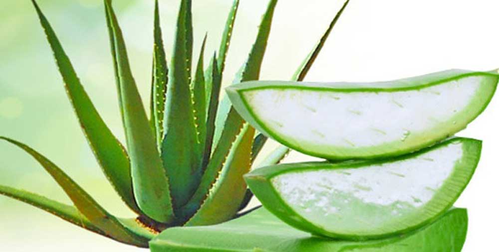 aloe Vera for pilonidal cyst home remedies