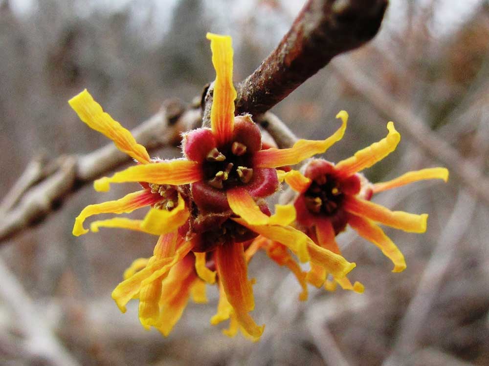 Witch hazel for pilonidal cyst home remedies