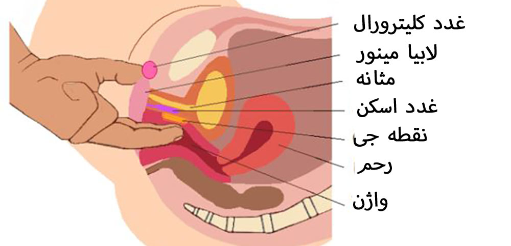 محل دقیق نقطه جی در ساختار اندام تناسلی زنان