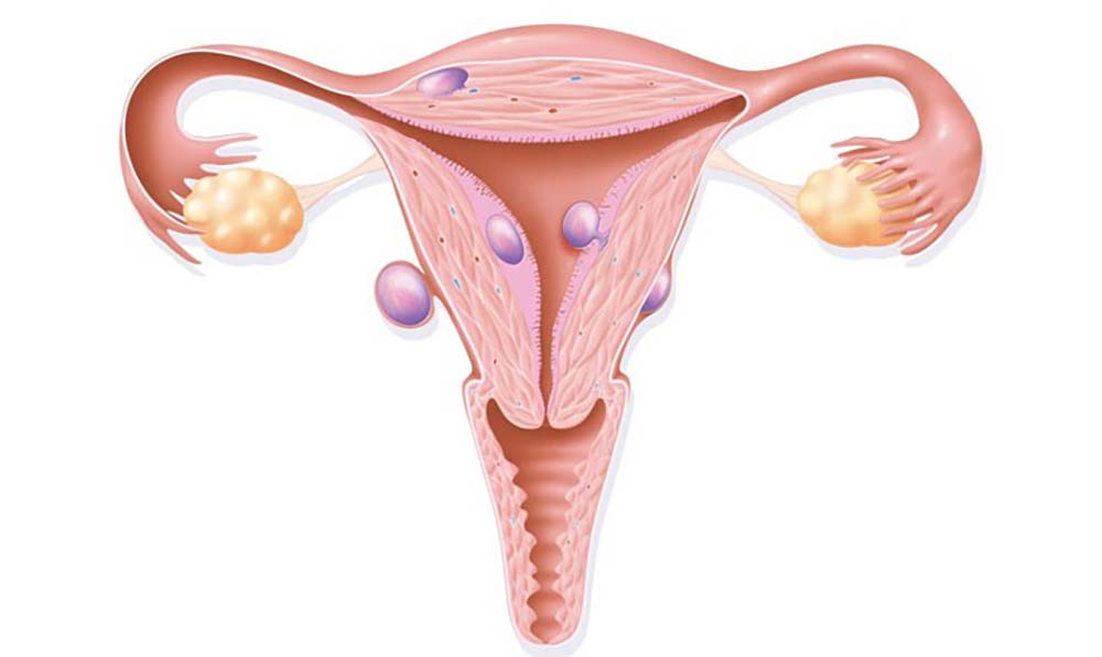 آناتومی رحم، واژن و دستگاه تناسلی زنان